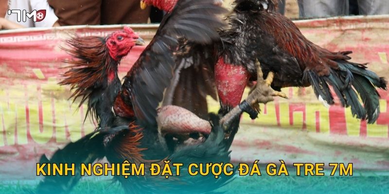 Đá Gà Tre 7M – Trải Nghiệm Đỉnh Cao Và Chiến Thuật Thắng Lớn 3 Kinh nghiệm đặt cược đá gà tre 7M