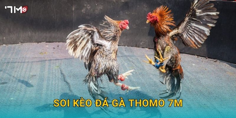 Đá Gà Thomo 7M – Khám Phá Sân Chơi Hấp Dẫn Và Cược Thắng Lớn 3 Soi kèo Đá gà Thomo 7M