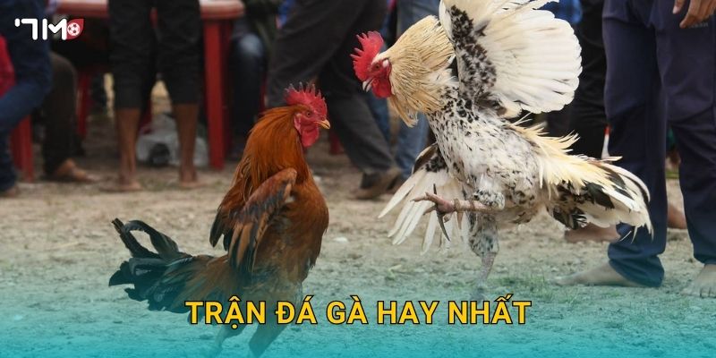 Trận Đá Gà Hay Nhất 7M – Tổng Hợp Những Khoảnh Khắc Đỉnh Cao 1 Trận Đá Gà Hay Nhất 7M – Tổng Hợp Những Khoảnh Khắc Đỉnh Cao