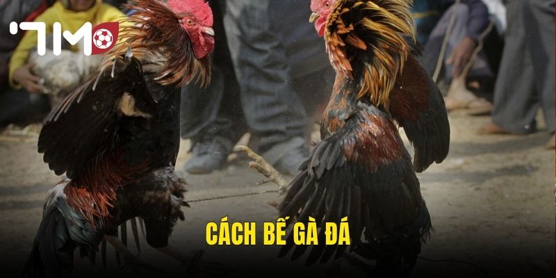Cách Bế Gà Đá Đúng Kỹ Thuật – Bí Quyết Của Những Cao Thủ Trường Gà 7m 10 Cách Bế Gà Đá
