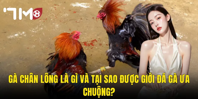 Gà Chân Lông Là Gì Và Tại Sao Được Giới Đá Gà Ưa Chuộng?