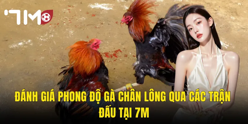 Đánh Giá Phong Độ Gà Chân Lông Qua Các Trận Đấu Tại 7m